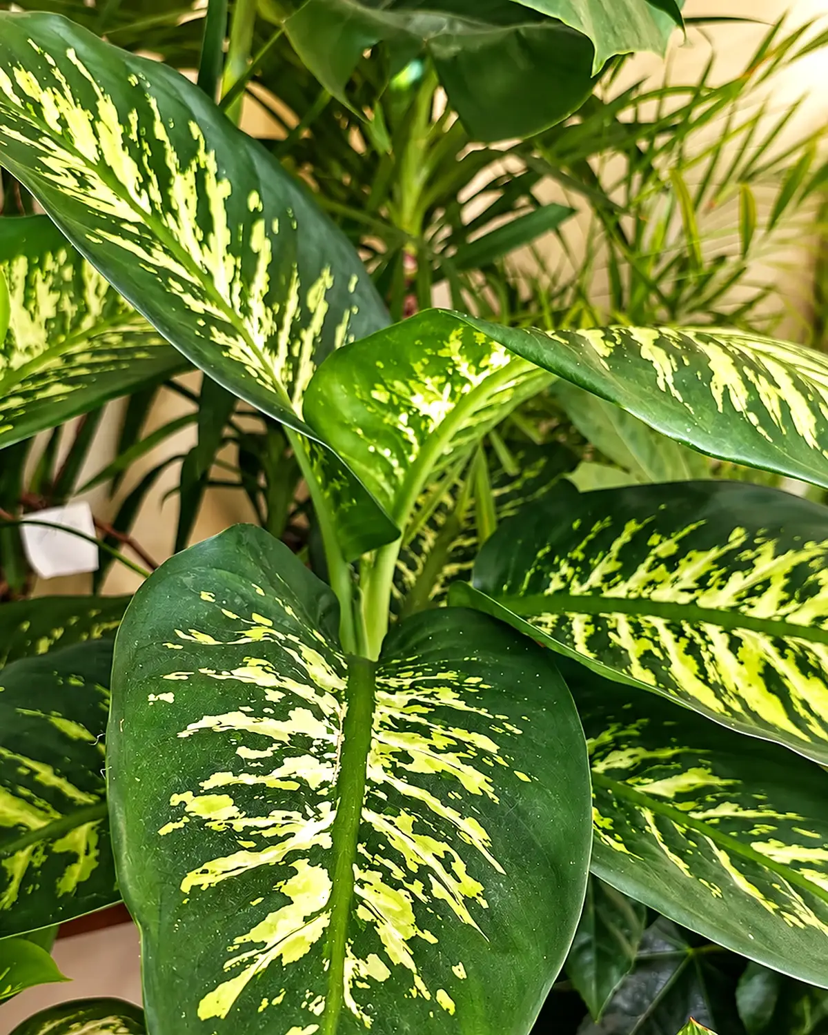 Folhagem decorativa de plantas de interior